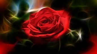 rose love