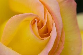 yellow colorful rose close-up