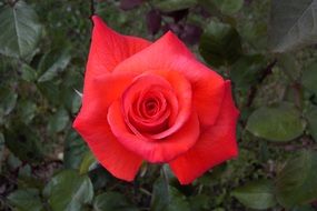 scarlet rose petals in the garden