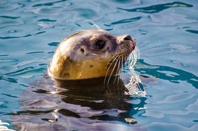 seal in the North Sea