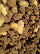 heart-shaped potatoes in the garden