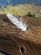 white nice feather