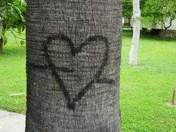 heart on a tree trunk