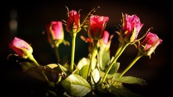 bouquet of pink roses in a vase