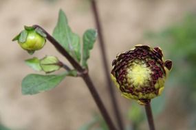 flower buds close up
