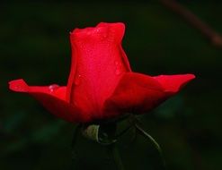 red rose in a dark as a symbol of love