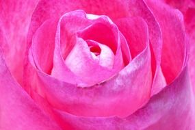 closeup picture of the pink rose bud