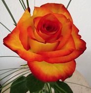 Beatiful romantic rose
