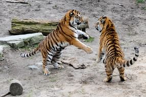 two tigers in the game