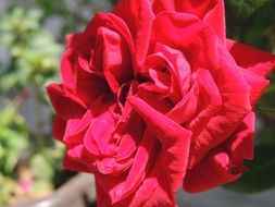 rose at the sunshine