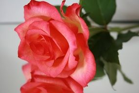 rose flower on the mirroring surface