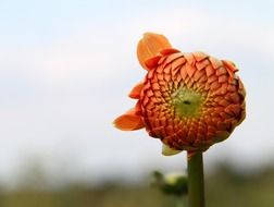 lovely flower macro