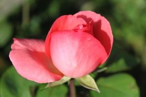 pink rose is a romantic flower