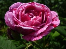 Romantic beautiful rose in the garden