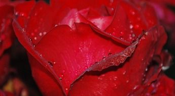 red roses in water droplets