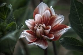 3d picture of a blossoming flower