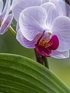 light purple orchid flowers