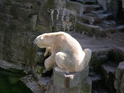 polar bear on a stone in a zoo