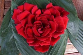 roses on the shape of a heart for decoration