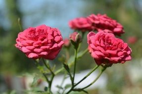 flower roses