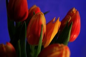 bouquet of orange yellow tulips