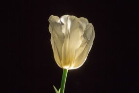 tulip flower on the black bakground