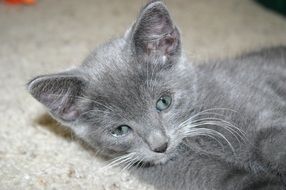 young grey cat with blue eyes