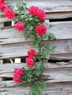 red roses on old wooden fence close-up