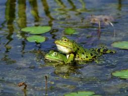 couple of frogs in nature