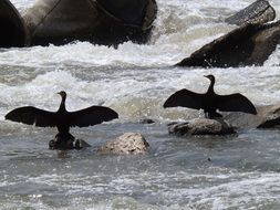 pelicans on the water with spread wings