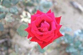 single red rose