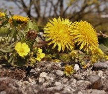 Yellow flowers on the ground