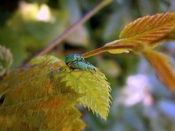 beetle weevils green