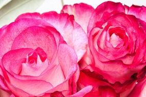 two pink rosebuds