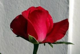 single rose flower