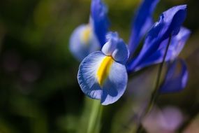 iris bud close-up