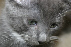 cute kitten's head