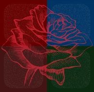 rose red and blue drawing