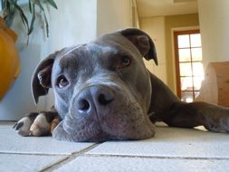 pitbull dog thinking