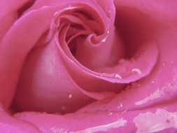 Detailed photo of pink rose