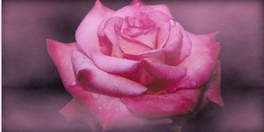pink rose bud in the fog
