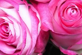 pink roses family