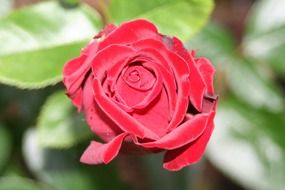 red rose on a stalk in the bright sun