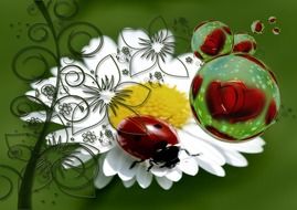 ladybug on a white daisy