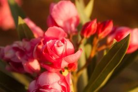 bouquet of small fresh roses