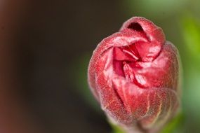 lovely pink flower bud, macro