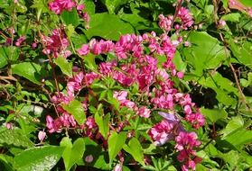 coral vine flower