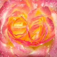 wet yellow pink rose