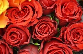 wonderful red roses close-up