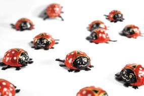 Cute small ladybugs